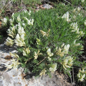 Astragalus angustifolius