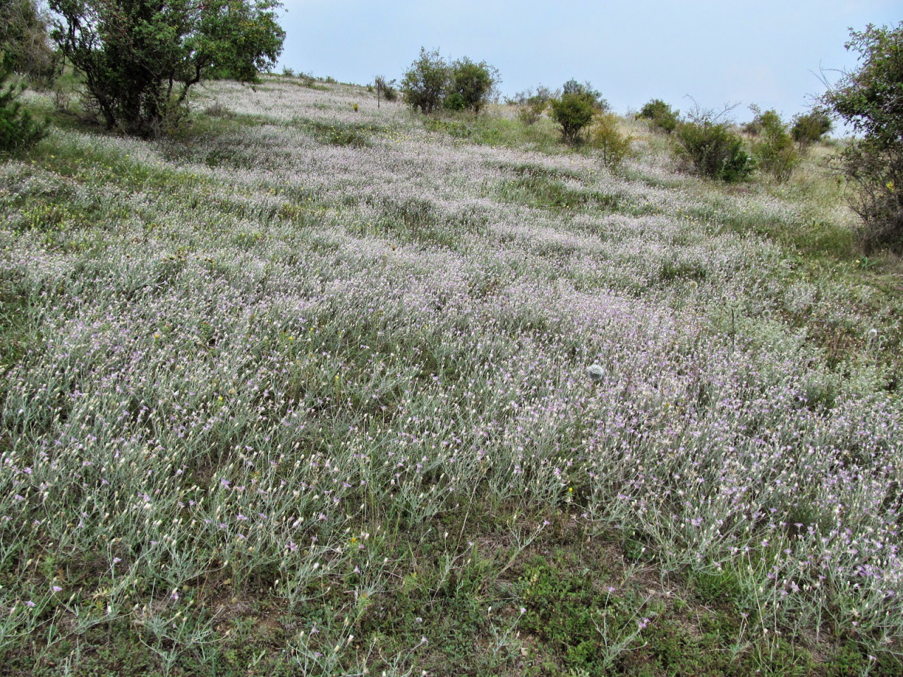 Xeranthemum annuum