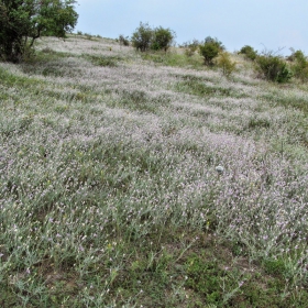 Xeranthemum annuum