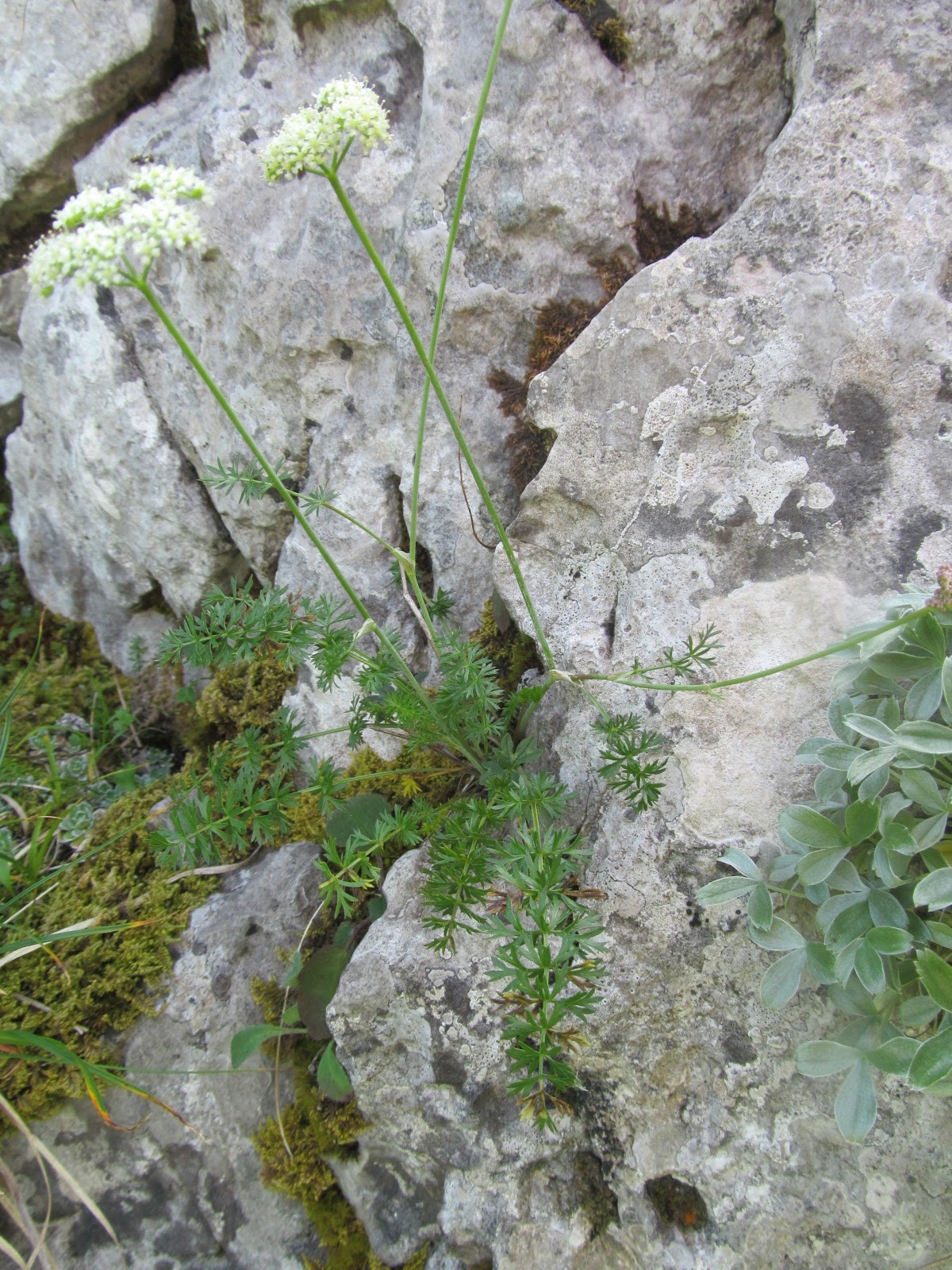 Carum graecum