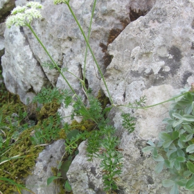 Carum graecum