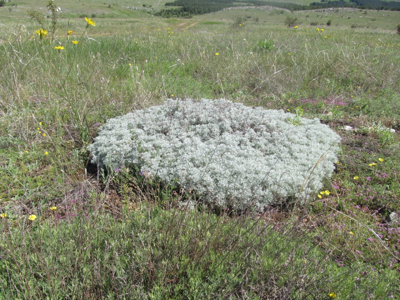 Artemisia alba