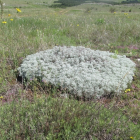 Artemisia alba