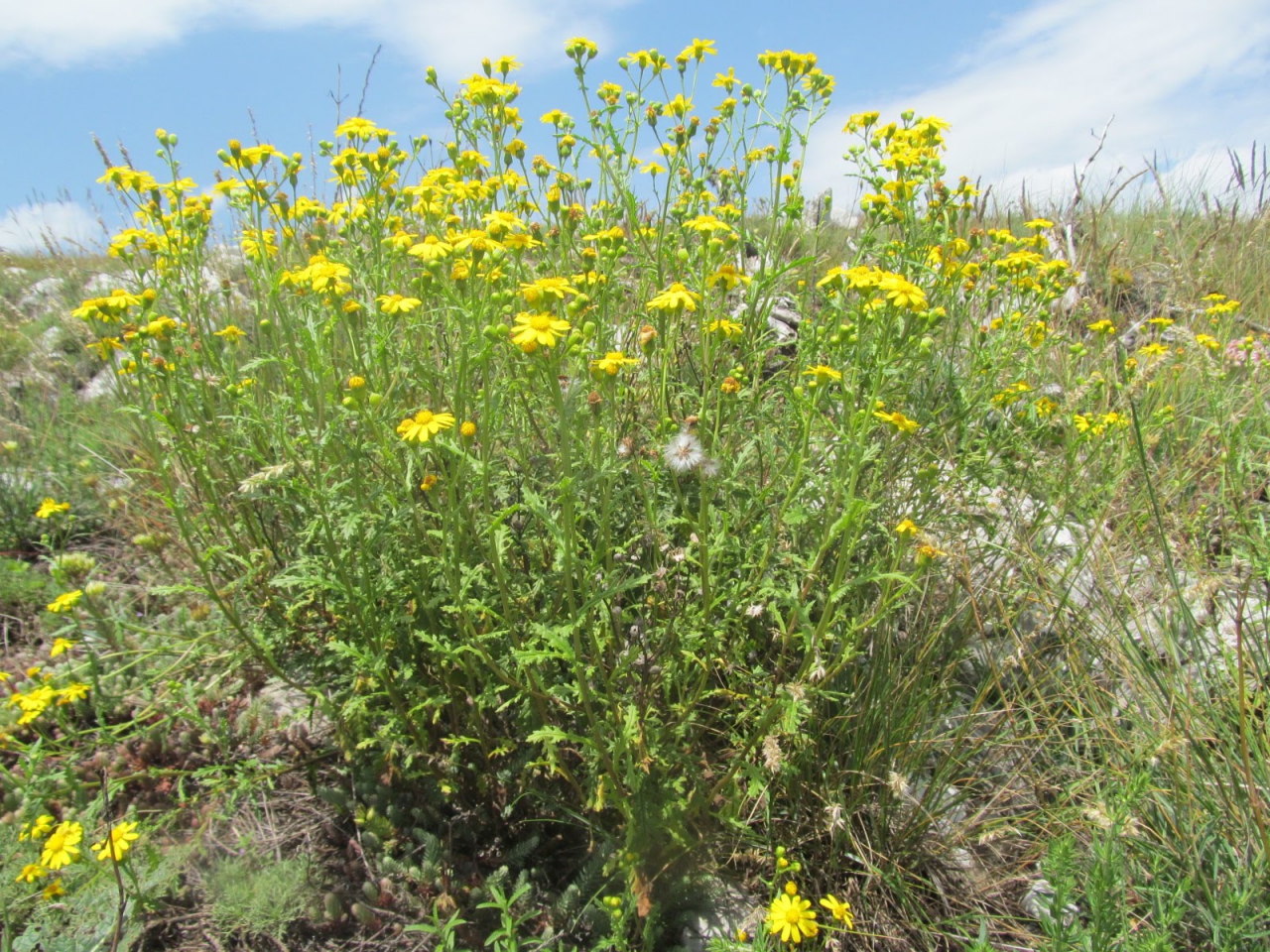 Senecio vernalis