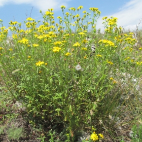 Senecio vernalis