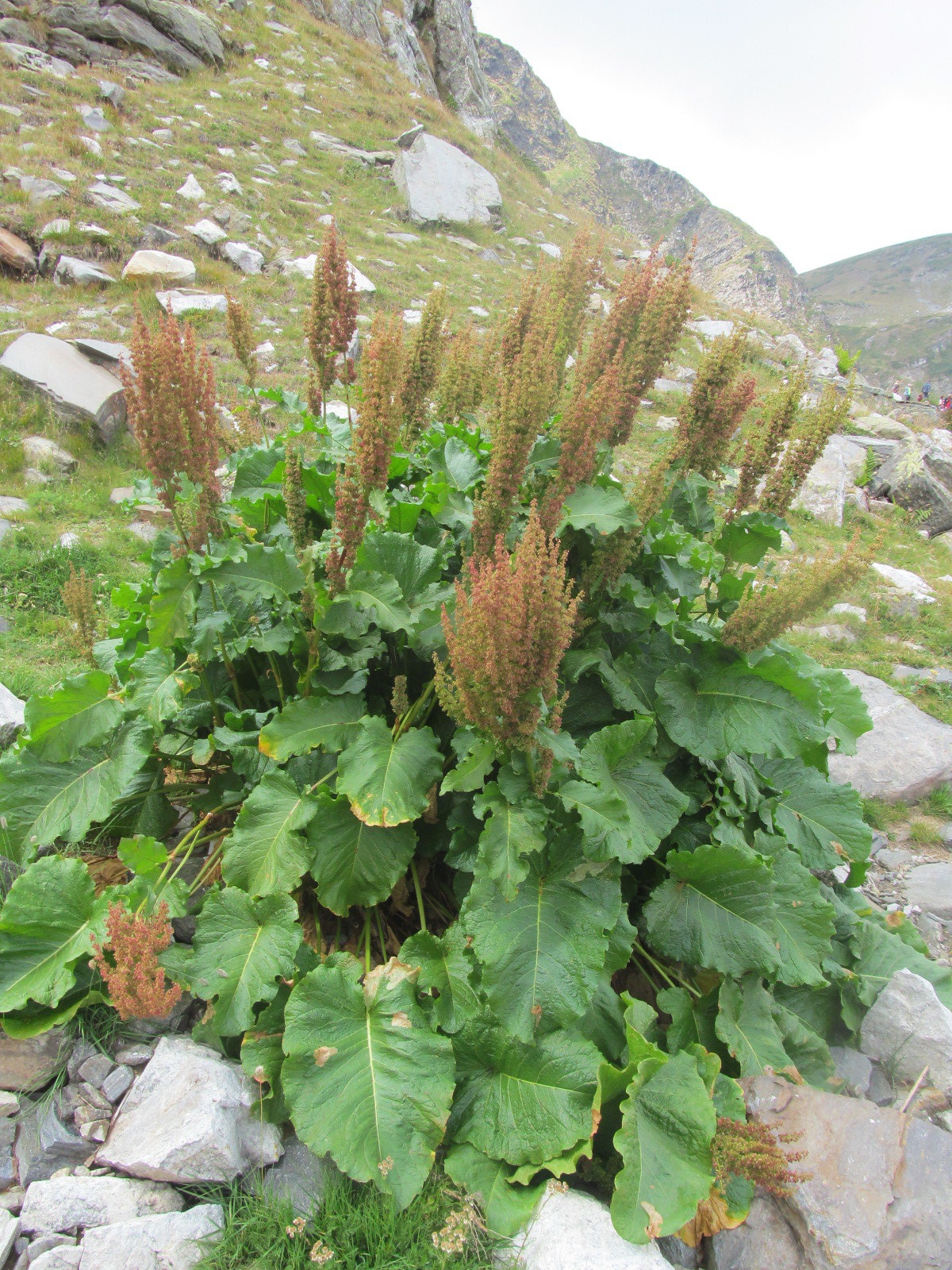 Rumex alpinus