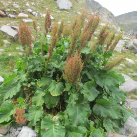 Rumex alpinus