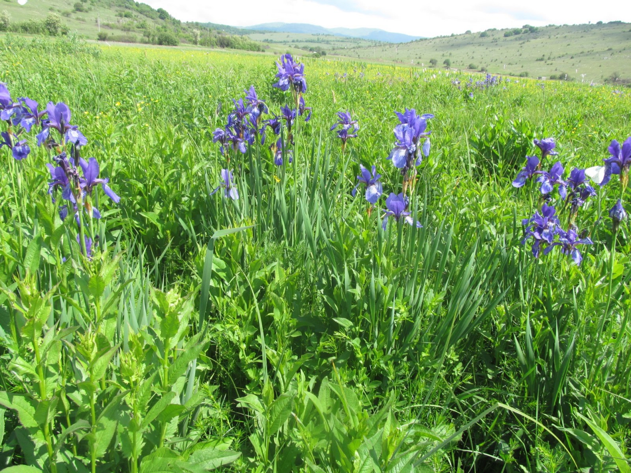 Iris sibirica