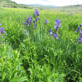 Iris sibirica