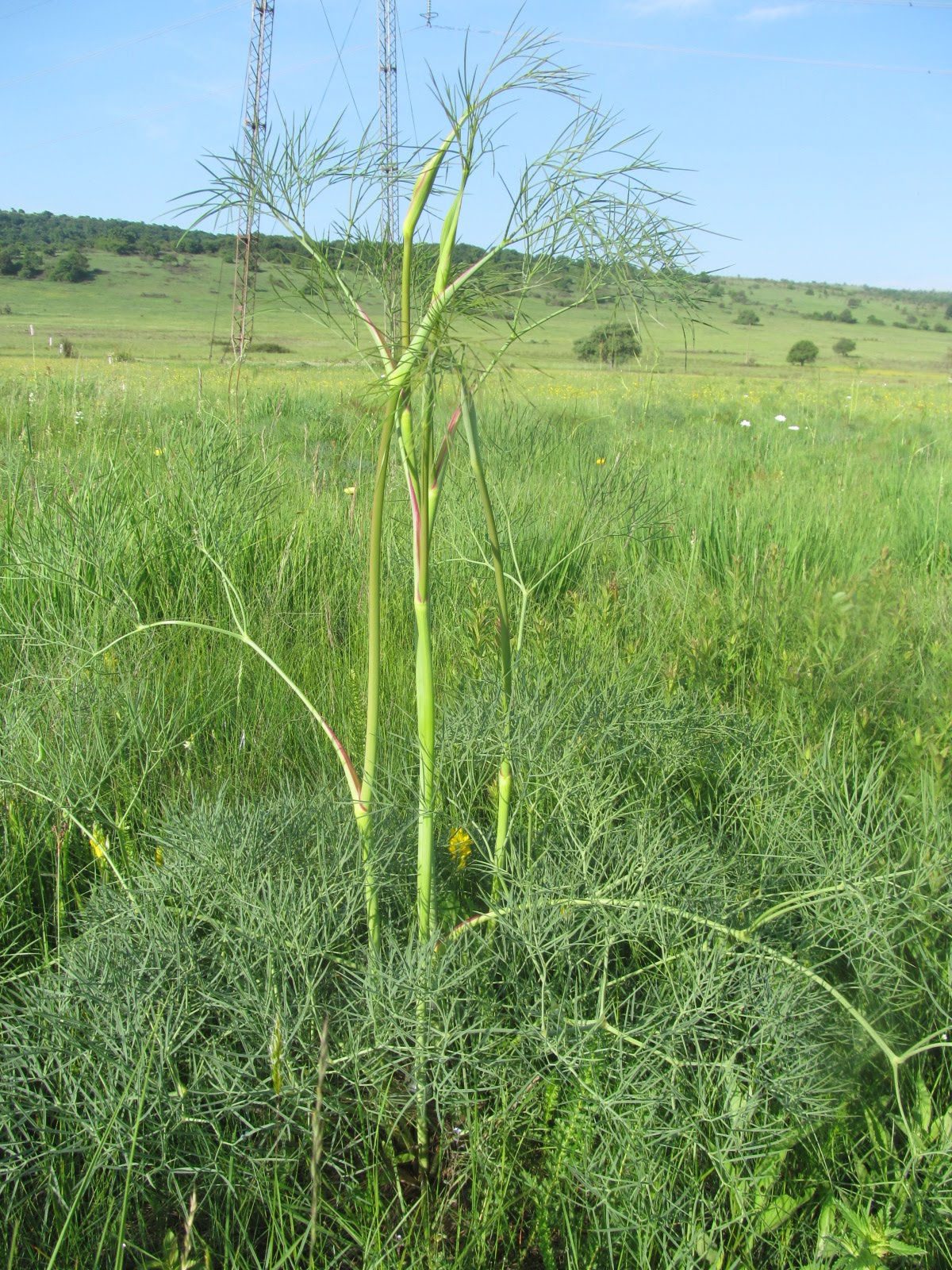 Peucedanum officinale