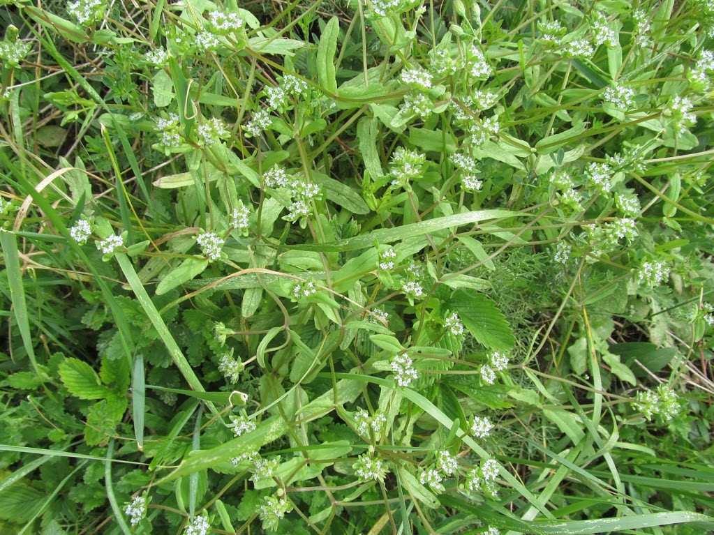 Valerianella locusta