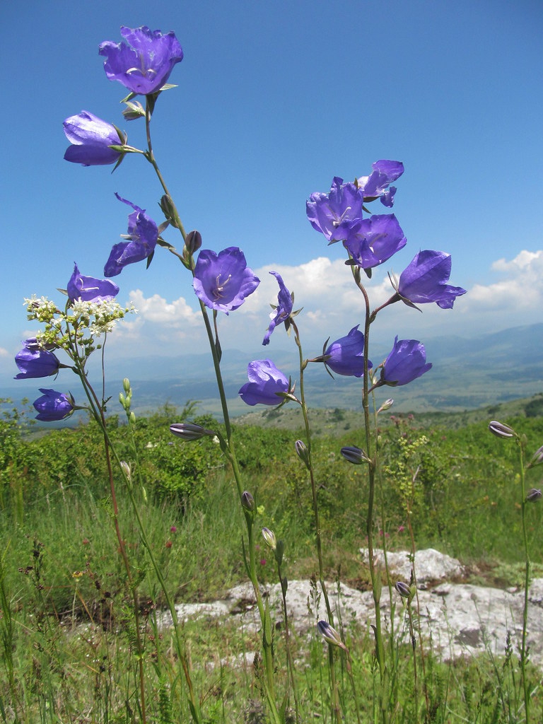 Campanula persicifolia