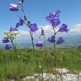 Campanula persicifolia