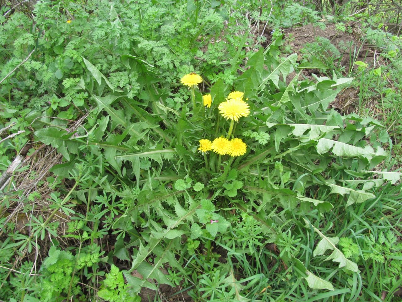 Taraxacum officinale
