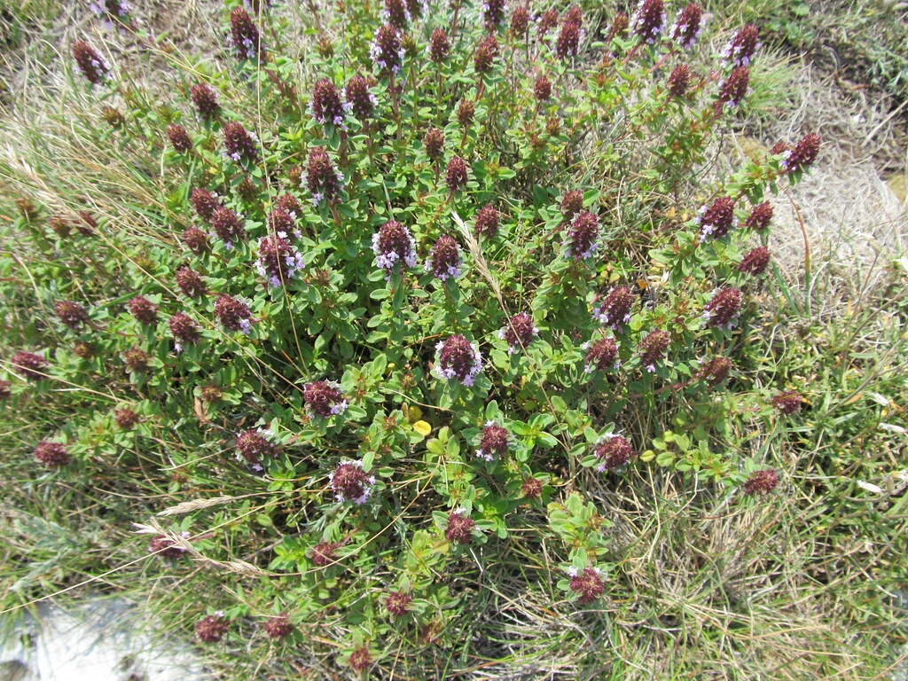 Thymus pulegioides