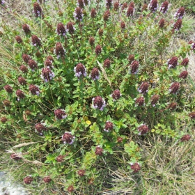 Thymus pulegioides