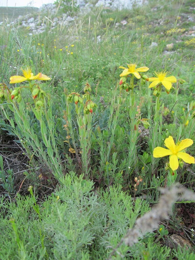 Hypericum rumeliacum