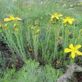 Hypericum rumeliacum
