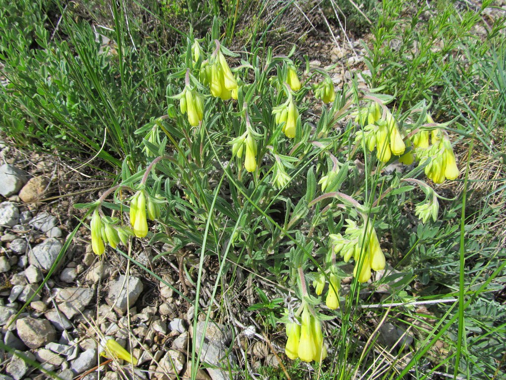 Onosma taurica