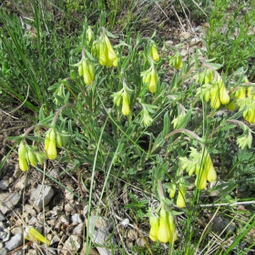 Onosma taurica