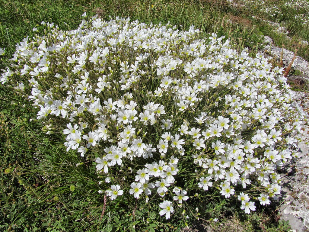 Cerastium arvense
