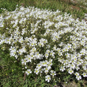 Cerastium arvense