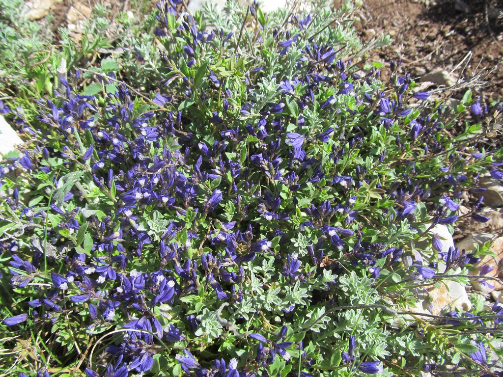 Polygala supina subsp. hospita