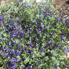 Polygala supina subsp. hospita