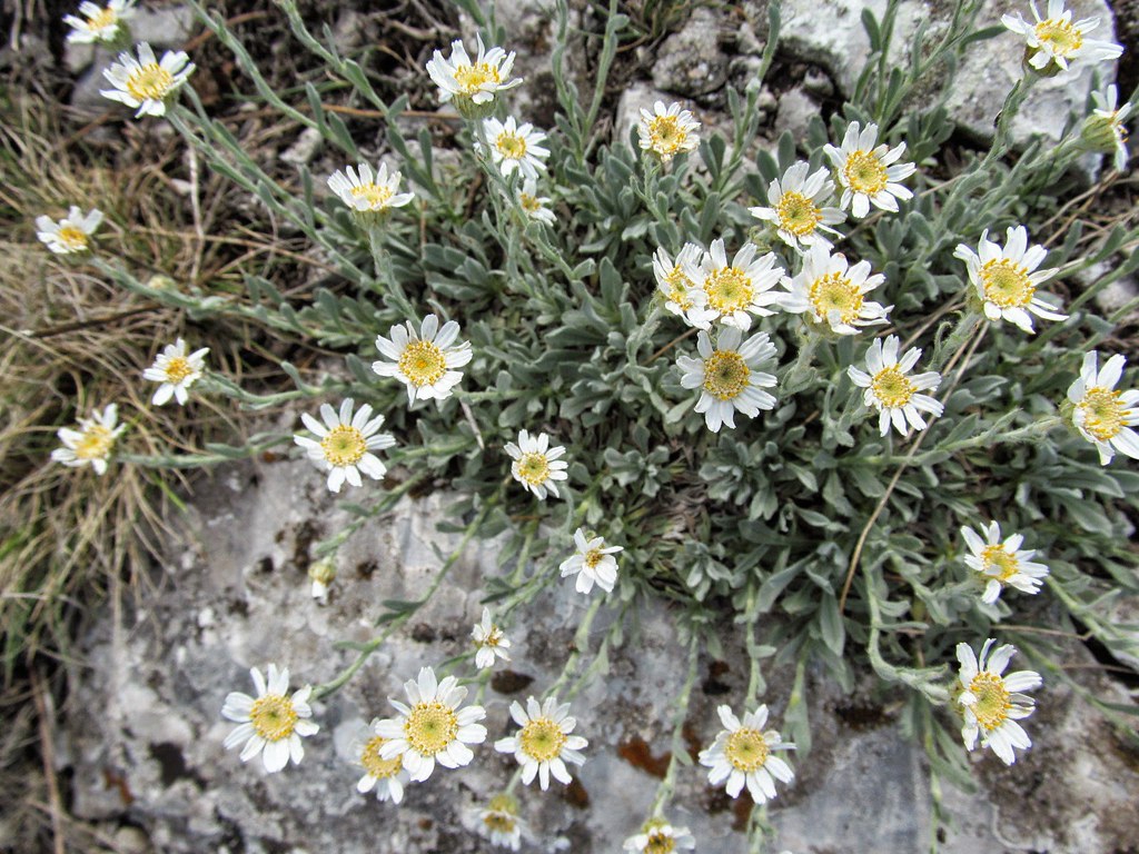 Achillea ageratifolia