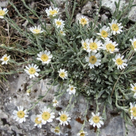 Achillea ageratifolia