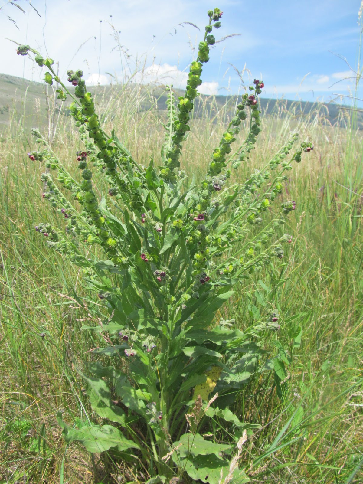 Cynoglossum officinale