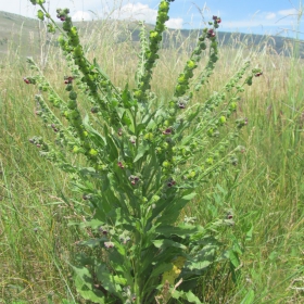 Cynoglossum officinale