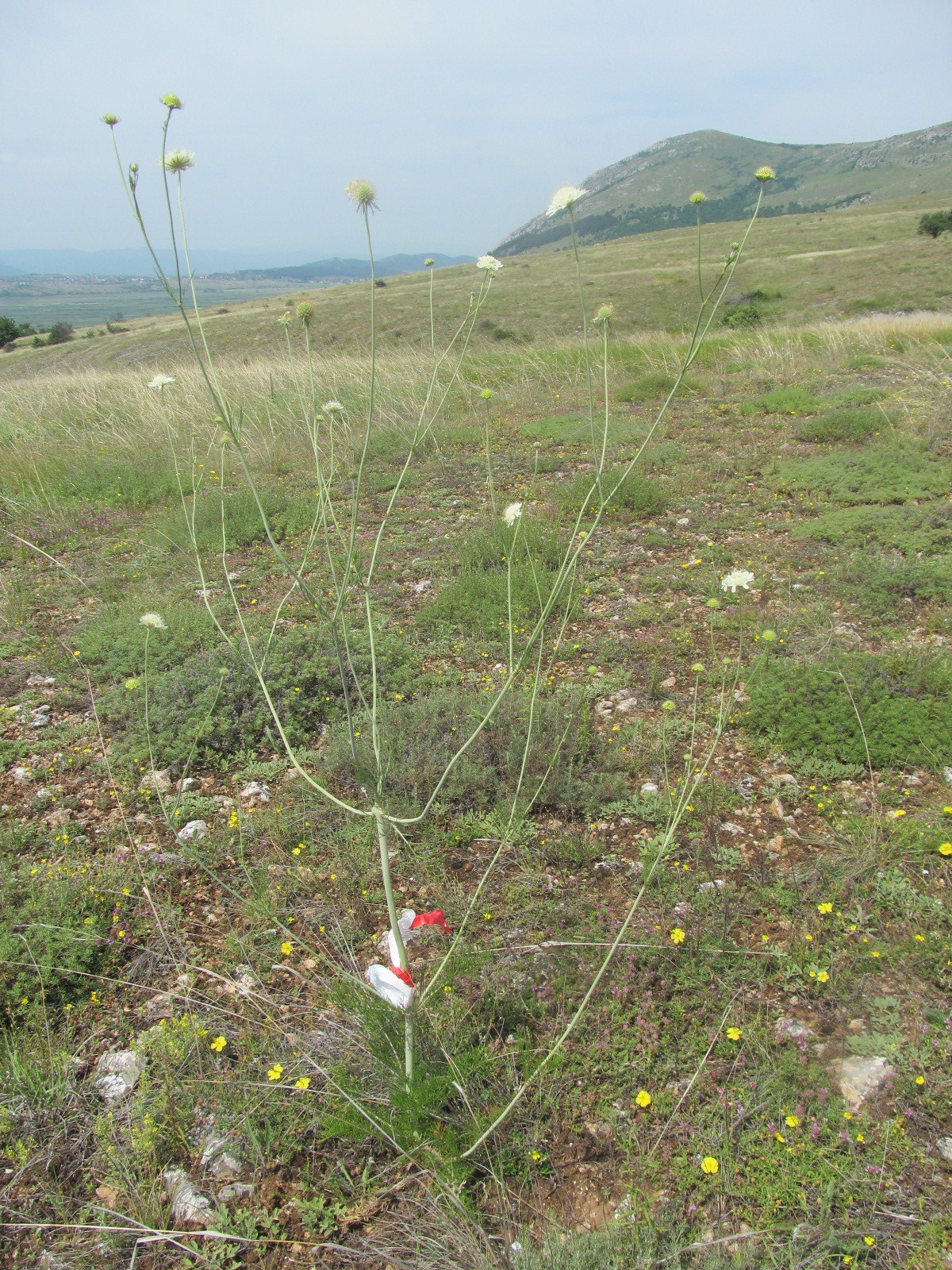 Scabiosa triniifolia