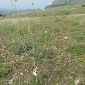 Scabiosa triniifolia