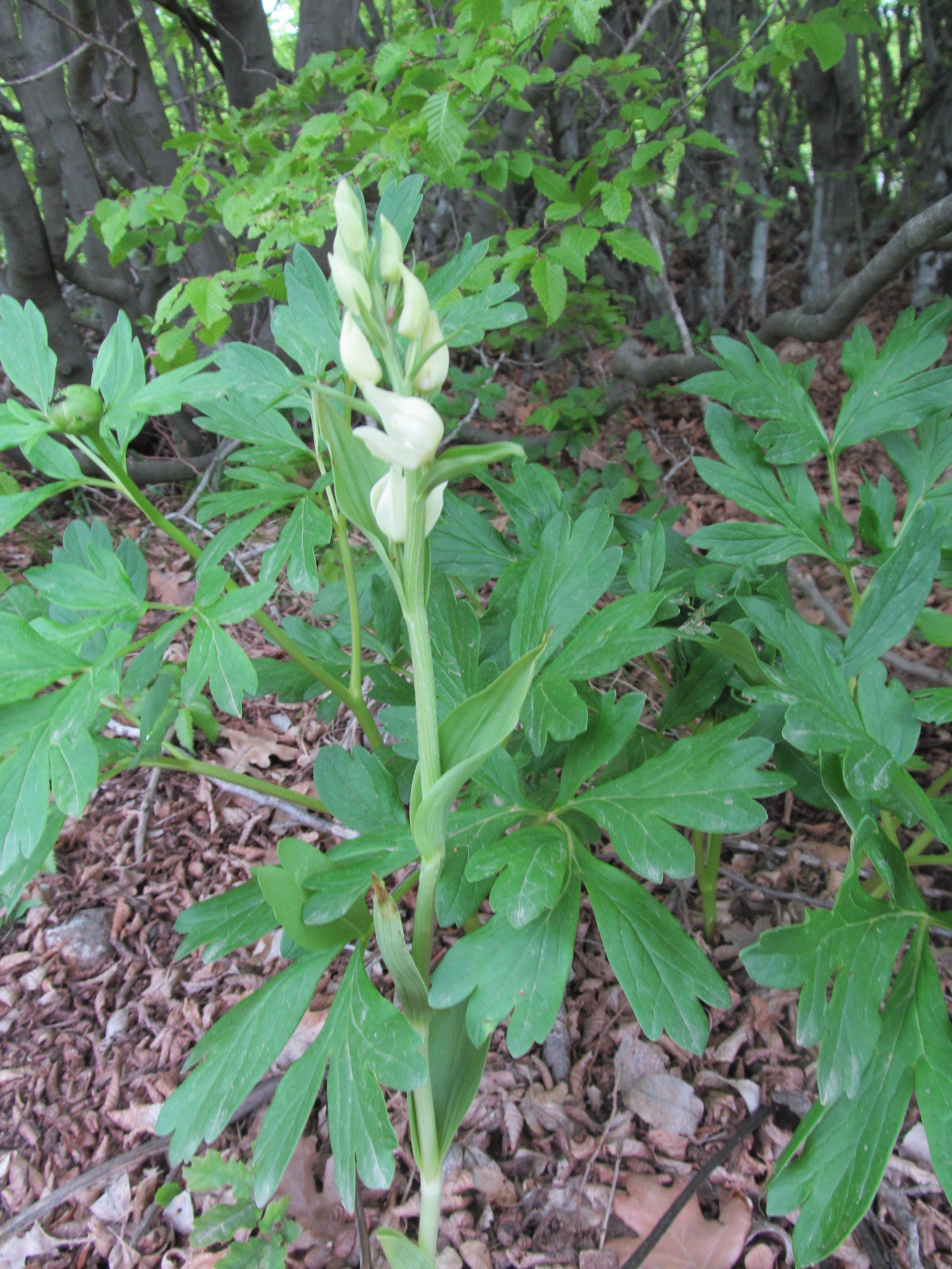 Cephalanthera damasonium