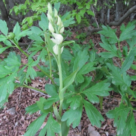 Cephalanthera damasonium