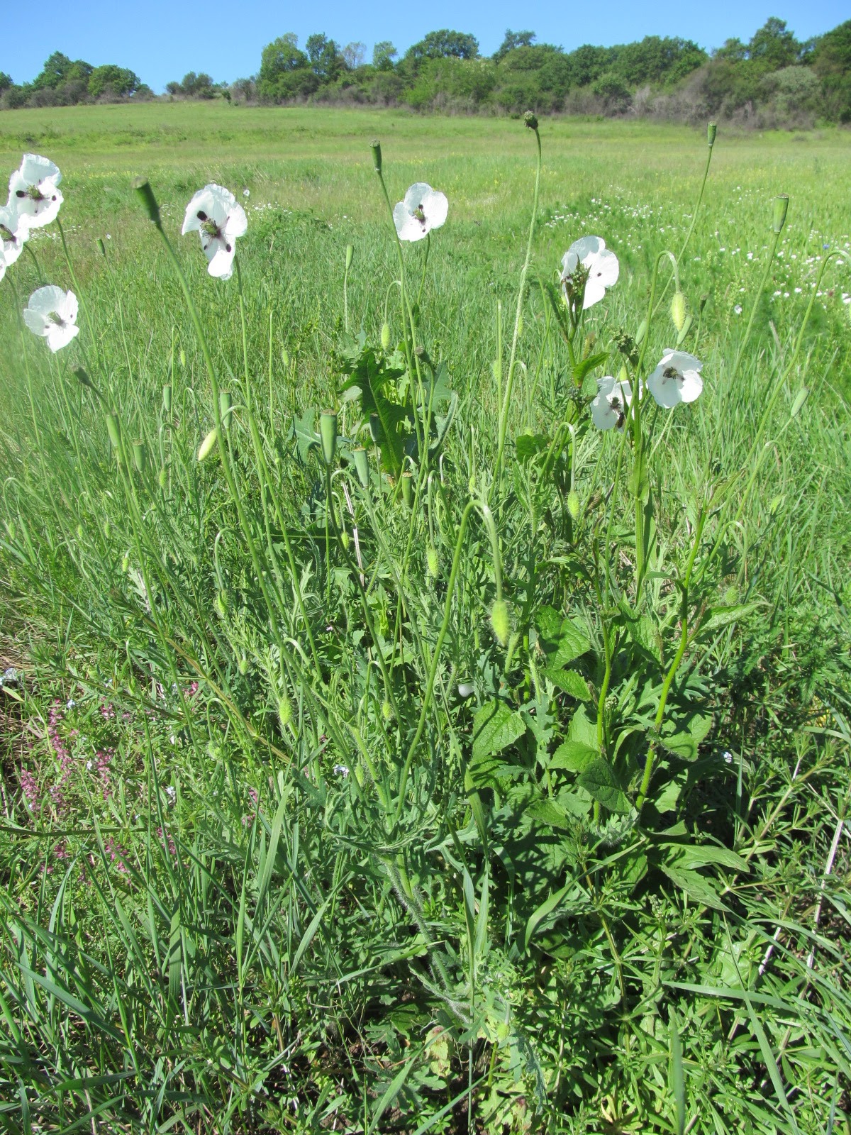 Papaver dubium