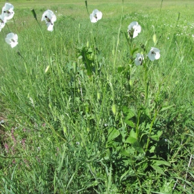 Papaver dubium