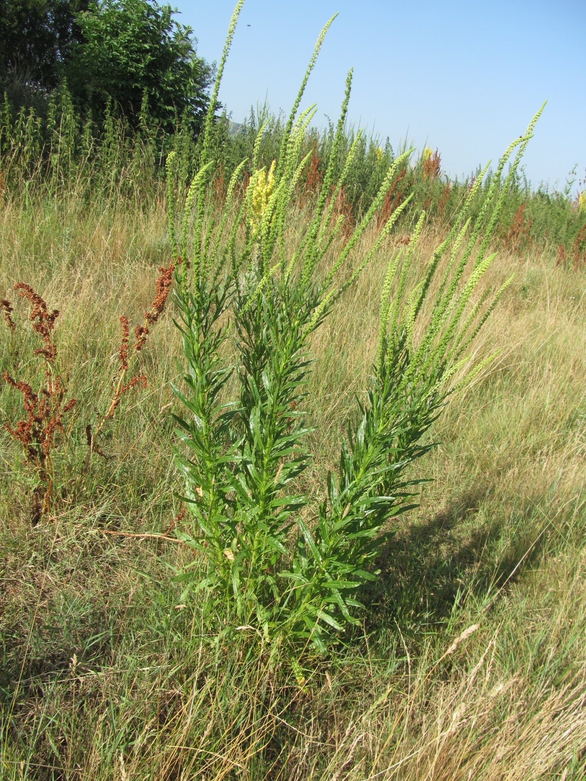 Reseda luteola