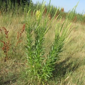 Reseda luteola