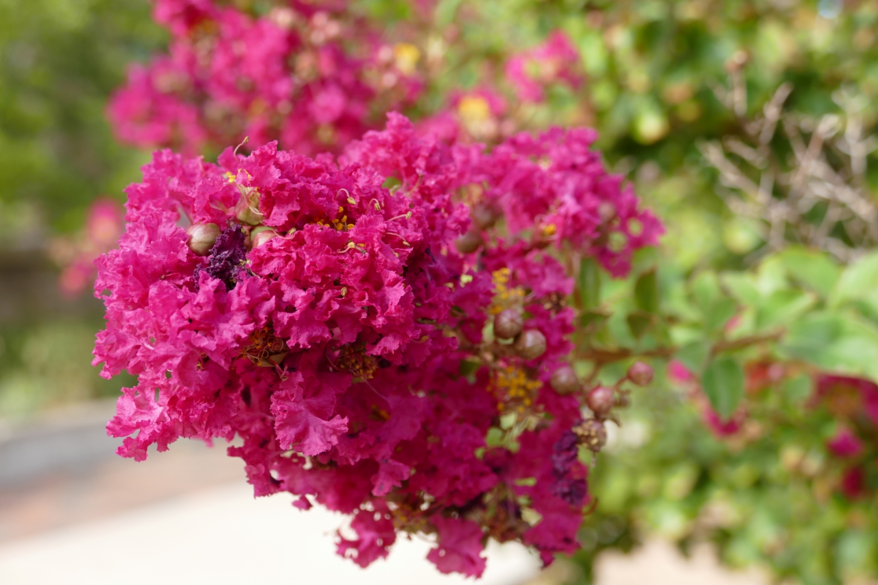 Crepe Myrtle Tree