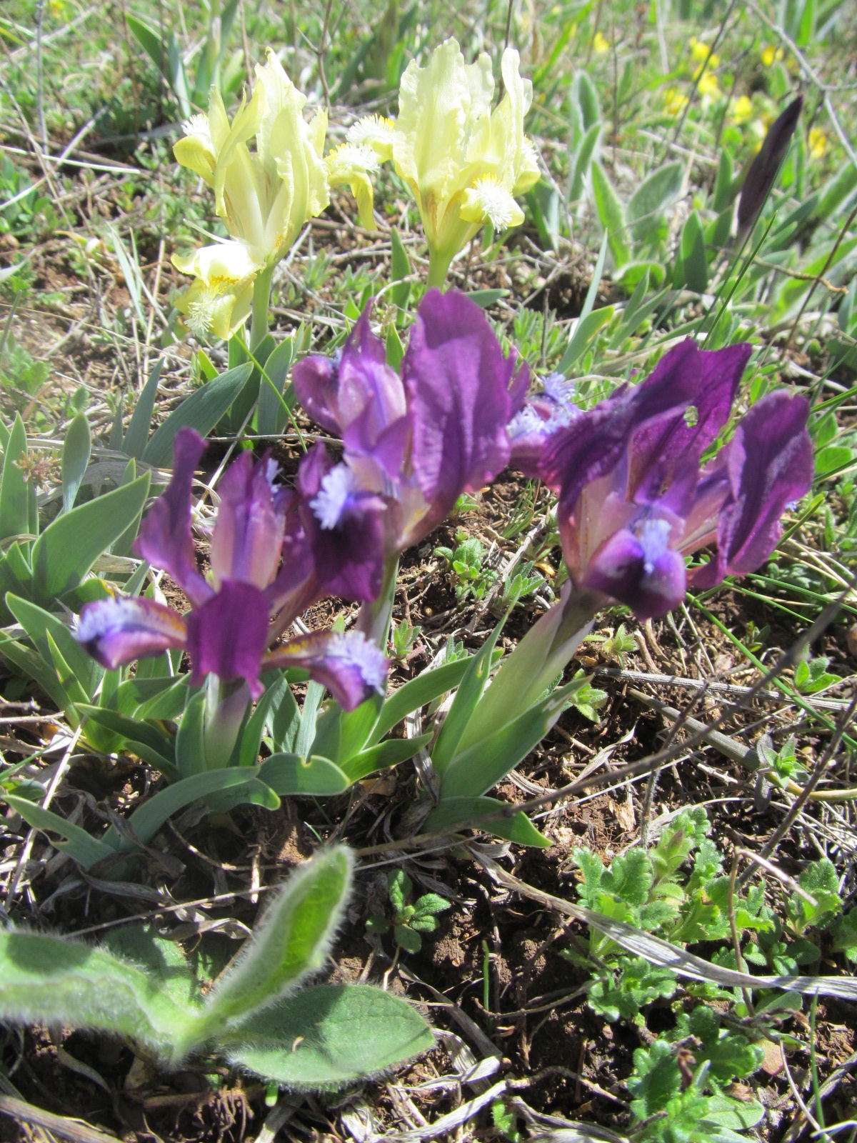 Iris pumila