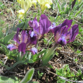 Iris pumila