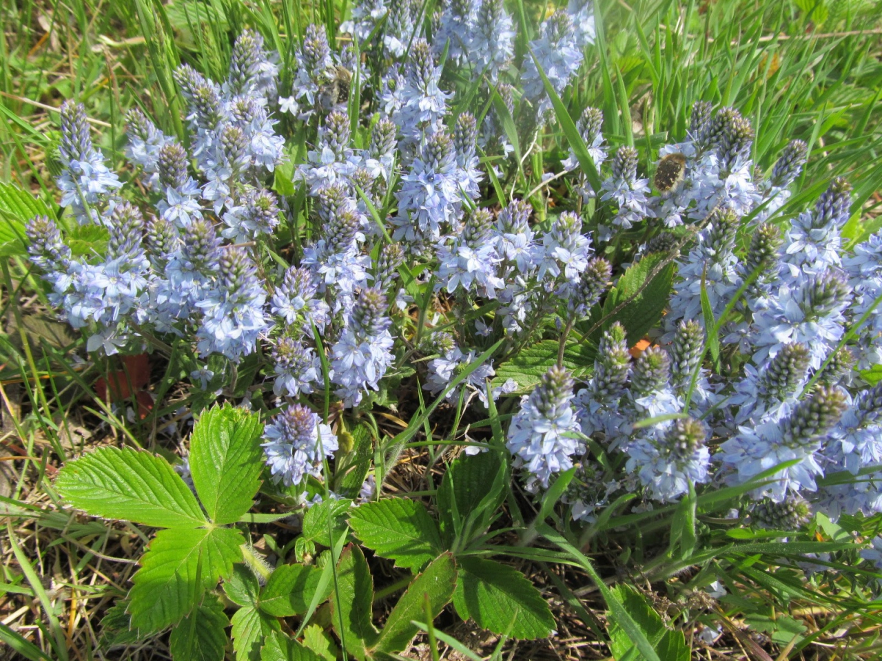 Veronica austriaca