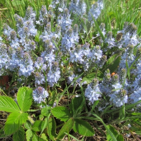 Veronica austriaca