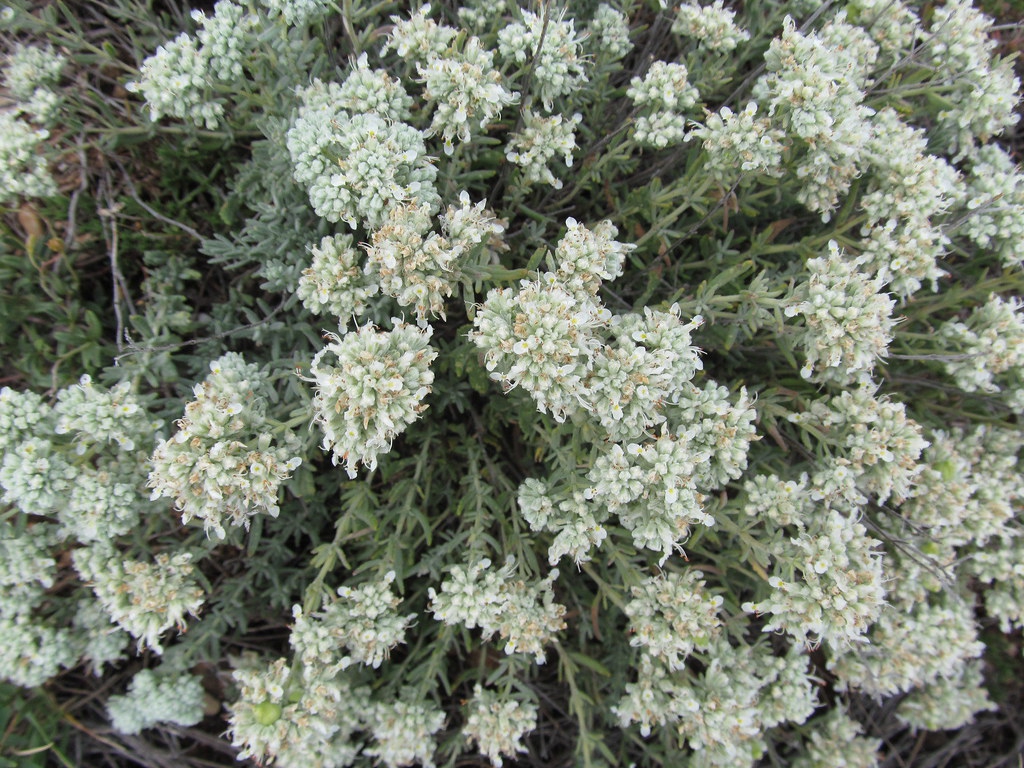 Teucrium polium