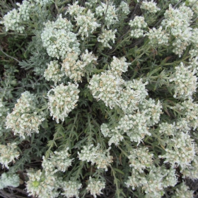 Teucrium polium