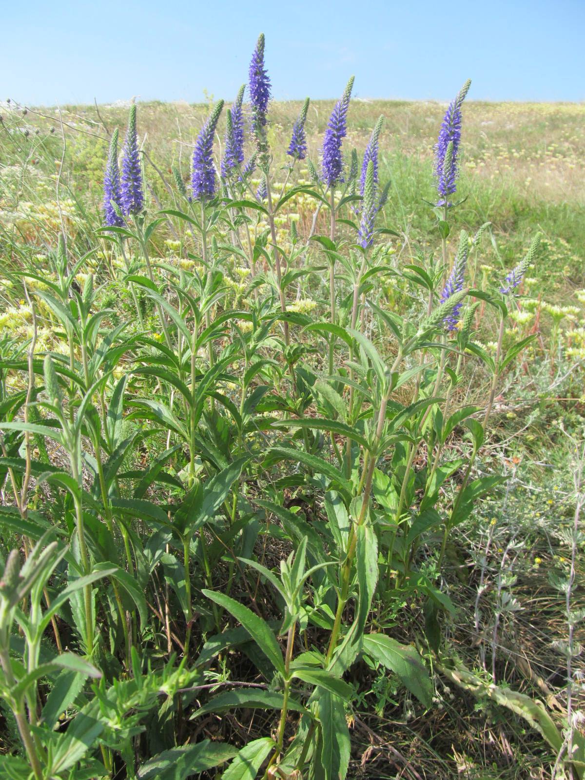 Veronica spicata