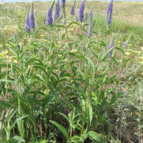 Veronica spicata