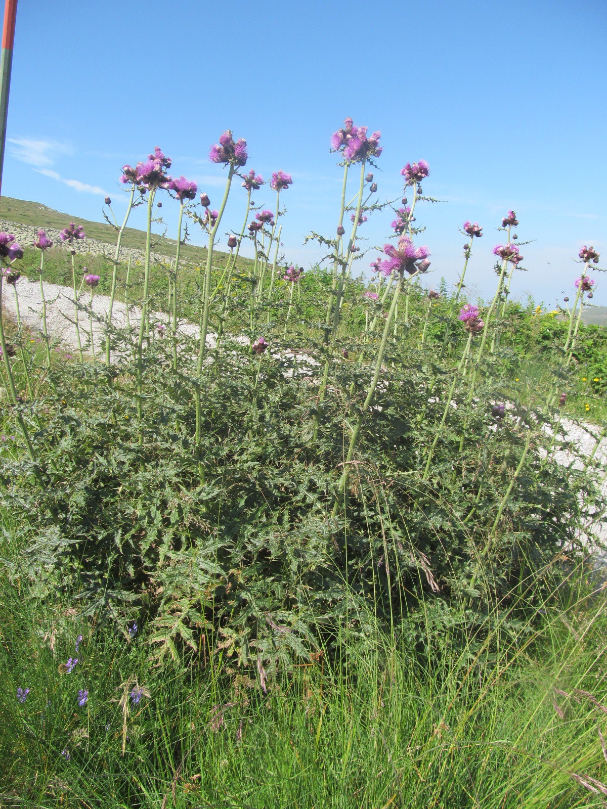 Cirsium appendiculatum